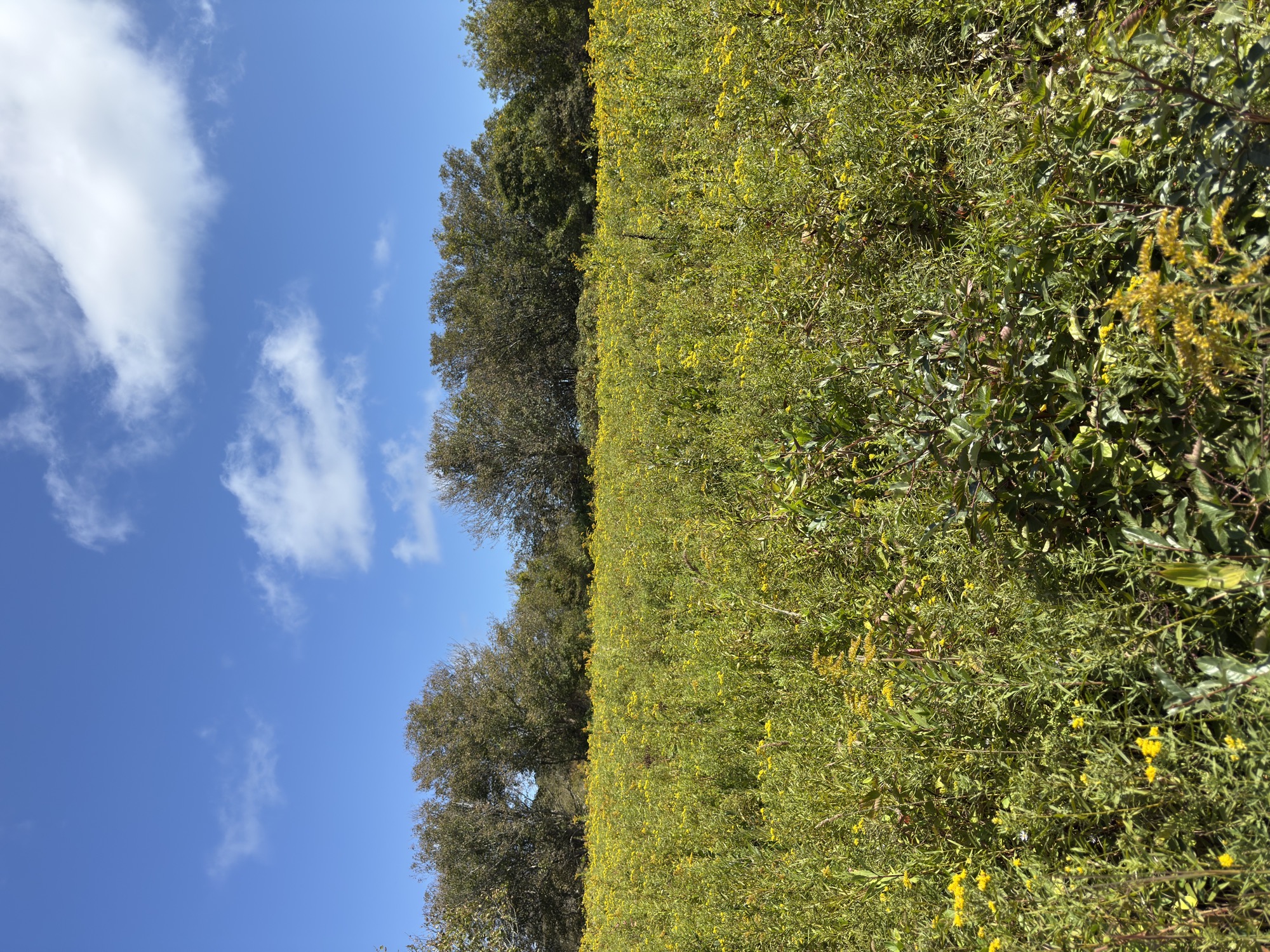 Block Island Field